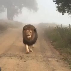 a lion walking down a dirt road in the fog