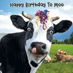 a cow sticking its tongue out in front of a happy birthday to moo card