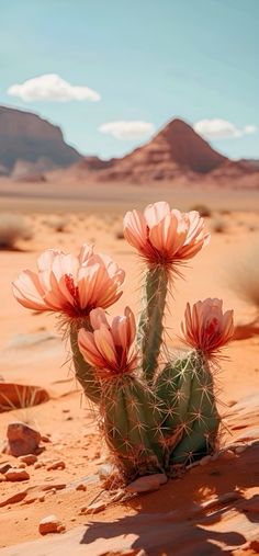 two pink flowers are in the desert near rocks and sand, with mountains in the background