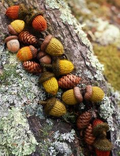 several pine cones and acorns on a tree