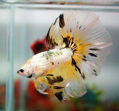 a white and black fish in an aquarium