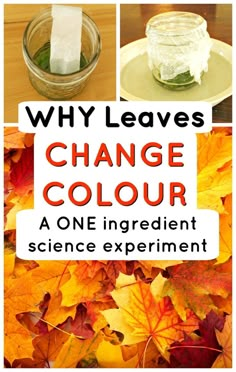 the cover of why leaves change color in one ingredient science experiment