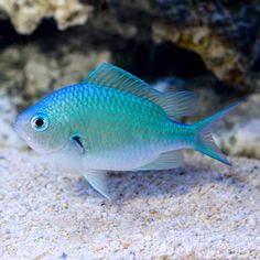 a blue fish is swimming in an aquarium with sand and rocks around it's edges