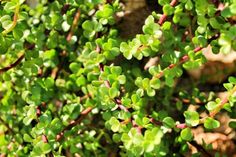 small green plants are growing on the ground