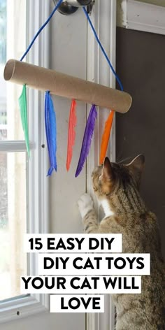 a cat that is looking out the window at some feathers hanging from a birdcage