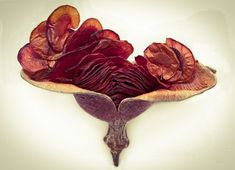 a dried flower on a white background with clippings to the top and bottom