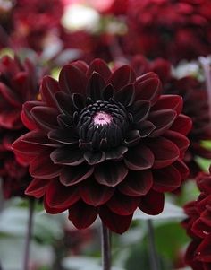 a close up view of a flower with red petals