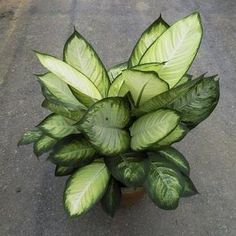 a potted plant with green leaves on the ground