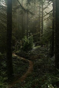 black and white photograph of a path in the woods with trees on both sides, surrounded by fog