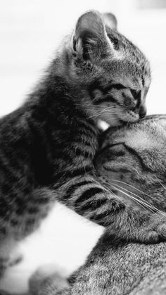 a black and white photo of a cat kissing another cat's face on the nose