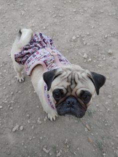 a small pug dog wearing a sweater looking up at the camera while standing on dirt