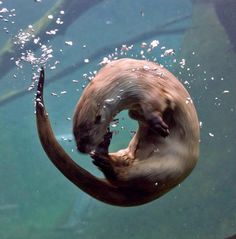 an otter swimming in the water with its front paws on it's back end