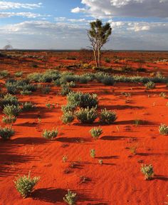 the desert is red with little green plants