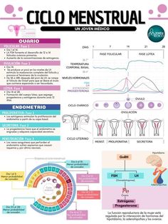 an info sheet with different types of menstruals