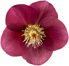 a red flower with yellow stamens on it's center is photographed from above