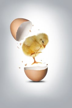 an egg shell with a small chicken in it and the hatched out eggshell