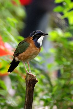 a small bird perched on top of a tree branch