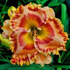 an orange and yellow flower with green leaves