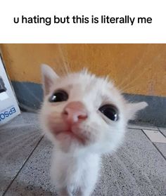 a white kitten is looking up at the camera and has its tongue hanging out, with caption that reads u hating but this is literally me