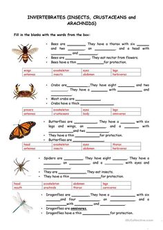 an insect worksheet for students to learn how to identify the insects in their habitat