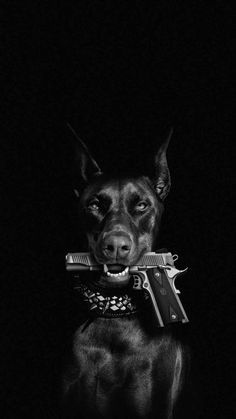 Wallpaper Iphone Dark, Dog Wallpaper Iphone, Black Doberman, Lion Live Wallpaper, Regnul Animal, Scary Dogs, Black Wallpaper Iphone Dark, Doberman Dogs, Iphone Wallpaper Themes