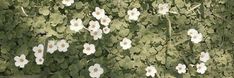 some white flowers and green leaves on the ground in front of a wall with brown spots