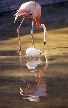 two flamingos are standing in the water near each other