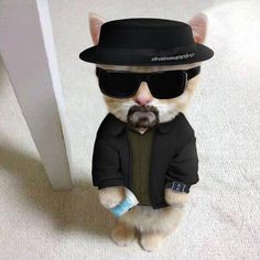 a cat in a suit and hat with sunglasses