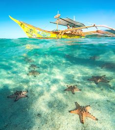 several starfish are swimming in the water near a yellow boat with two people on it