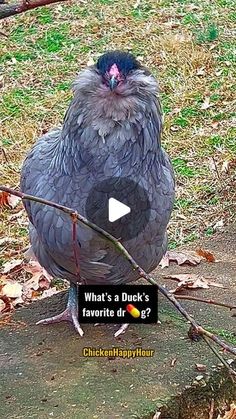 a large bird standing on top of a cement slab next to a tree branch with the caption what's a duck's favorite or dog?