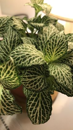 a green and white plant sitting on top of a table