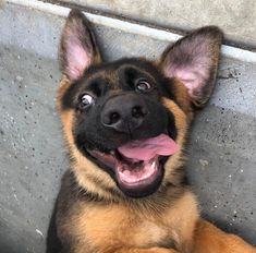 a close up of a dog laying on the ground with its mouth open and tongue hanging out