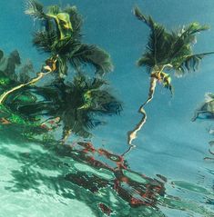 some palm trees are reflected in the water