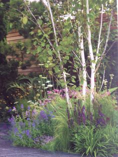 the garden is full of colorful flowers and plants, including white birch trees in the background