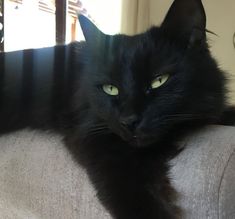 a black cat laying on top of a couch next to a window with green eyes