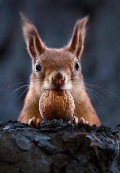 a squirrel eating an acorn on top of a tree