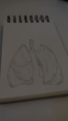 a drawing of the lungs on a notebook