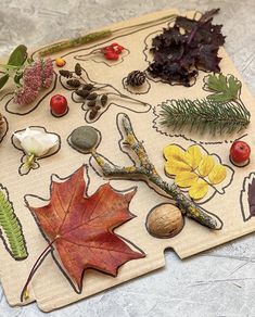 an assortment of autumn leaves and other items on a piece of paper with acorns