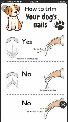 the instructions for how to trim your dog's nails
