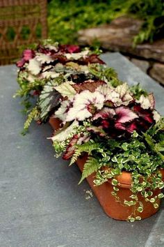 there is a potted plant with purple and white flowers