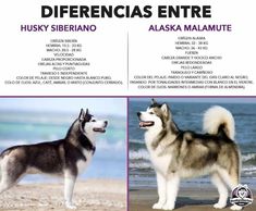 two different dogs standing next to each other on a beach with the words husky siberano and alaska maalamut