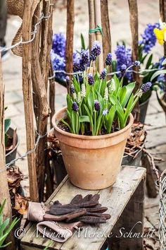 a potted plant sitting on top of a wooden table next to other pots filled with flowers