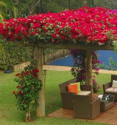 an outdoor living area with couches and flowers on the pergolated roof over looking a pool