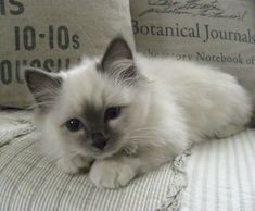 a white cat laying on top of a bed next to pillows