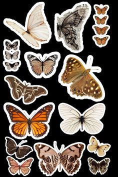 many different types of butterflies on a black background