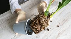 a person in white gloves is holding a potted plant with dirt on the ground