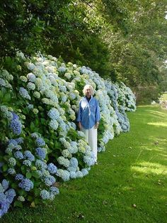 an older woman standing in front of a wall of blue and white hydrangeas