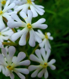 white flowers with yellow stamens in the middle