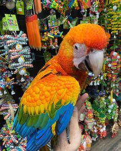 a colorful parrot perched on top of a person's hand in front of a store