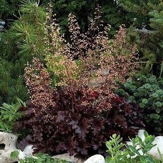 a garden filled with lots of different types of plants